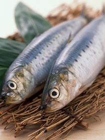 魚・貝類編イメージ画像